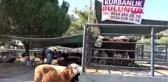 MUĞLA 'Derebeyi' 20 bin, 'Ağabey' 2 bin 300 TL'ye satıldı