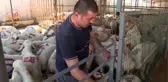 Kurbanlıkların bakımını mahkumlar üstleniyor