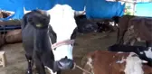 Ordulu besiciler, bu Kurban Bayramı'ndan umutsuz