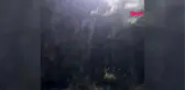 KOCAELİ KAYALIKLARDA MAHSUR KALAN KEÇİLERİ İTFAİYE KURTARDI