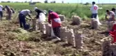 Nevşehir'de patates hasadı başladı