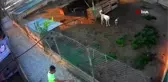 Barınağa giren hırsızlar pitbull cinsi köpekleri çalıp kaçtı
