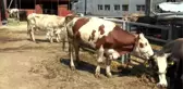 İHH'den Batı Balkanlar'da kurban bağışı