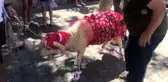 Turizmin gözdesi Bodrum'da 