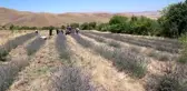 Elazığ bozkırını lavanta tarlasıyla 