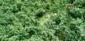 ORDU Hasadı yapılan fındığın zorlu yolculuğu