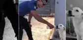 Polisin sokak köpeğine merhameti takdir topladı