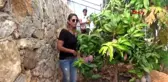 ANTALYA Gazipaşa'da ilk 'mango' hasadı yapıldı