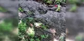 Fındıktan oda nasibini aldı...Yuvasına fındık taşıyan tarla faresi böyle görüntülendi