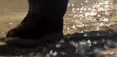 Kelebeklerin 'ölüm dansı' başladı