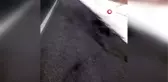 Yola inen ayı aracın çarpması sonucu telef oldu