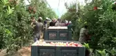 Türkiye'nin elma deposu Karaman'da erkenci elma hasadı başladı