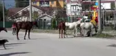 BAŞIBOŞ ATLAR MAHALLE SAKİNLERİNİ TEDİRGİN EDİYOR