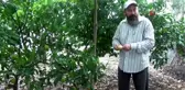 Bu ağacı görenler gözlerine inanamıyor