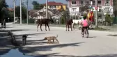 Düzce'de başıboş dolaşan atlar vatandaşları tedirgin ediyor