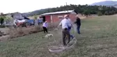 Elektrik akımına kapılan kurt telef oldu