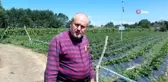 Boncuk fasulye üreticisinin gelirleri giderlerini karşılamıyor