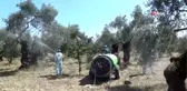 Zeytin sineğine organik çözüm 