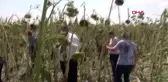 Aksaray'da dolu, bin hektar alana zarar verdi