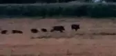 Domuz sürüleri çiftçileri canından bezdirdi