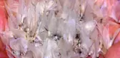 Kelebeklerin ölüm dansı festivale dönüştü