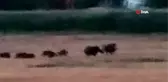 Şehir merkezine inen domuz sürüleri çiftçileri canından bezdirdi