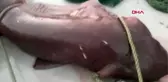 Çanakkale Balıkçı ağına 1 tonluk köpek balığı takıldı