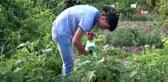 Gercüş'te organik ürünlerdeki bereket fiyatları düşürdü