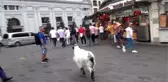 Keçisiyle Taksim'e çıktı, vatandaşların ilgi odağı oldu