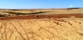 Meralar suya kavuştu, hayvancının yüzü güldü - GAZİANTEP