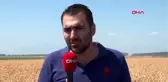 HATAY Reyhanlı'da mısır hasadı başladı
