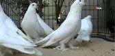 Otomobil fiyatına güvercin
