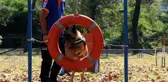 Altın burunlu köpekler AFAD'da yetişiyor