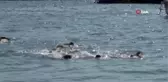 Kadına yönelik şiddete karşı yüzdüler