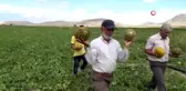 Karaman'da hasadı başlayan kavun üreticinin yüzünü güldürüyor