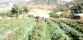 Sason'da hibe çilek desteği tersine göçü başlattı