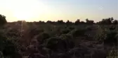 Üzümün tarladan raflara yolculuğu devam ediyor