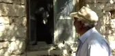 Sevimli oğlak sahibine yol arkadaşı oldu
