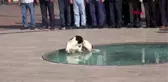 Antalya 30 ağustos zafer bayramı töreninde sokak köpeği sürprizi