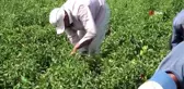 Kırmızı altının hasadına başlandı