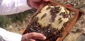 Muş'ta 120 bin kovanda bal sağımına başlandı