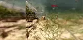 Bartın su dolu inşaat alanına düşen köpek kurtarıldı