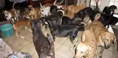 Dorian Kasırgası'nın vurduğu Bahamalar'da bir kadın, evini sokak köpeklerine açtı