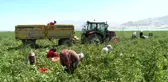 Elazığ'ın kuru domatesleri dünya sofralarında