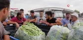 Fasulye fiyatları üreticinin yüzünü güldürüyor