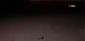 Şezlongların arasından çıkan yavru caretta carettalar şaşırttı