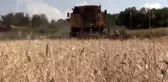 Siyez buğdayında verim yüz güldürüyor