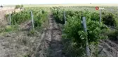 Yozgat'ta pekmez kazanları kaynamaya başladı