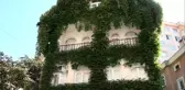 4 katlı bina sarmaşıkla kaplanınca bir anda ilgi odağı haline geldi