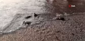 Bodrum'da ilk kez görülen caretta carettalar için ekipler alarma geçti